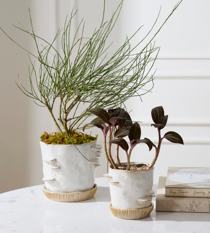 Mushroom Pot w/ Saucer, large